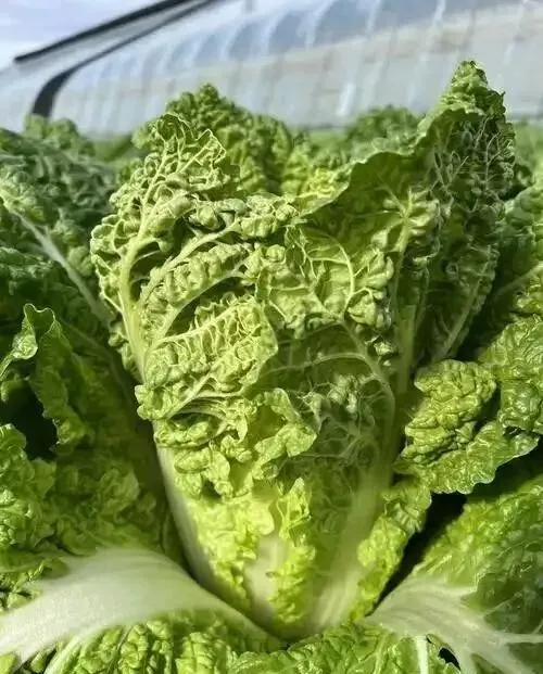 市场上消失近30年!老专家默默留种,在房柁上保住老种子