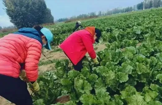 市场上消失近30年!老专家默默留种,在房柁上保住老种子