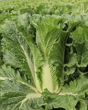 市场上消失近30年!老专家默默留种,在房柁上保住老种子