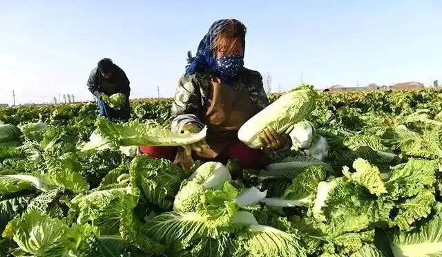 市场上消失近30年!老专家默默留种,在房柁上保住老种子