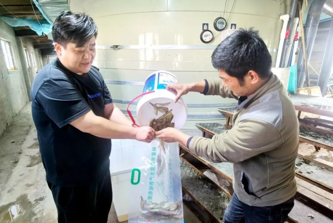 十三师红星一场南美白对虾走俏市场