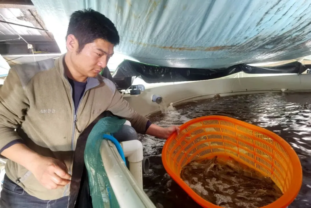 十三师红星一场南美白对虾走俏市场