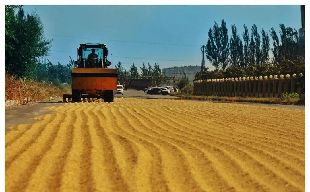 小麦暴涨引发关注!市场将迎新变局?