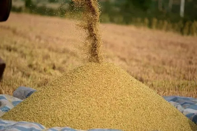 小麦暴涨引发关注!市场将迎新变局?