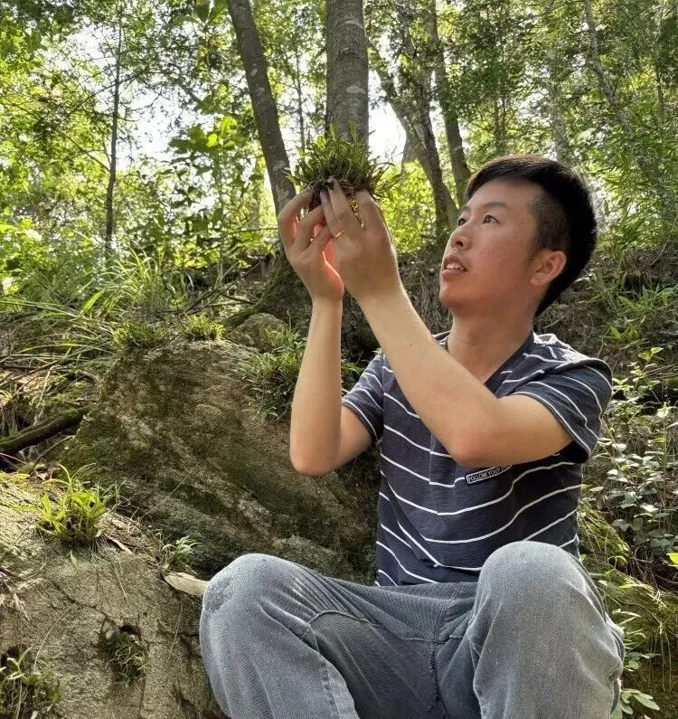 崩了!石斛市场暴雷了