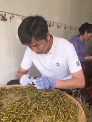 崩了!石斛市场暴雷了