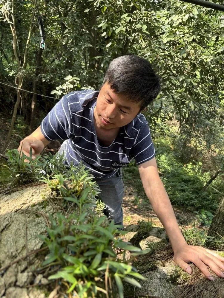 崩了!石斛市场暴雷了