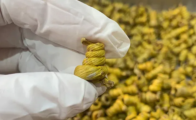 崩了!石斛市场暴雷了