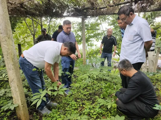 云南省市场监管局调研组到镇沅开展普洱茶产业调研