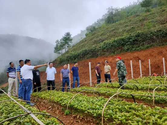 云南省市场监管局调研组到镇沅开展普洱茶产业调研