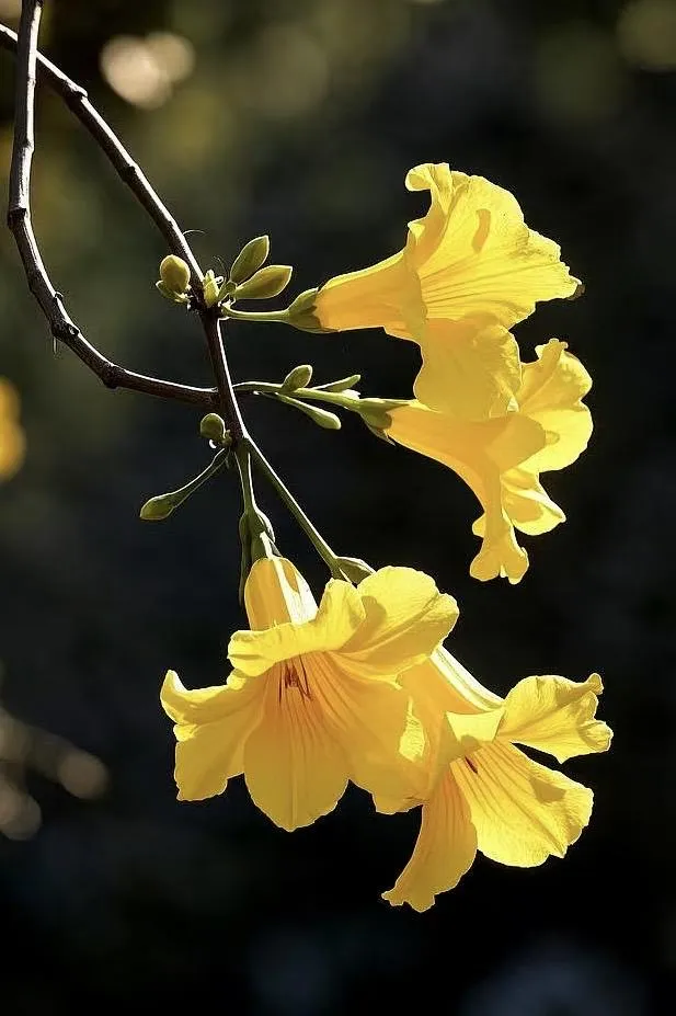 转 | 广东培正学院第二十五期市场林认捐倡议书