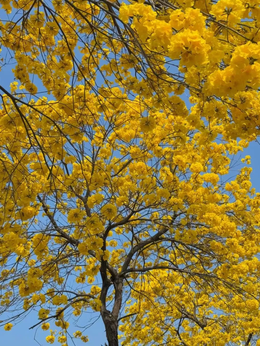 转 | 广东培正学院第二十五期市场林认捐倡议书