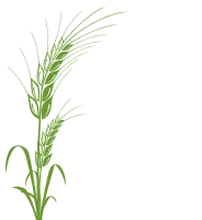 农业部检查东北种子市场!