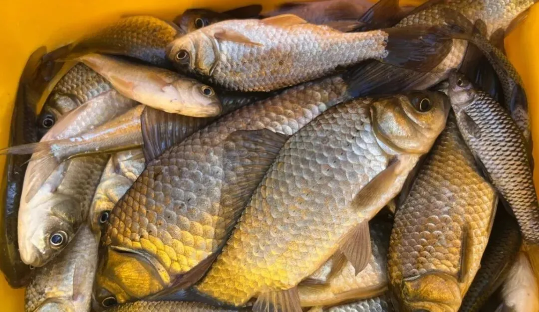 市场上这4种鱼,无法人工养殖,价格便宜营养高,识货的抢着买!