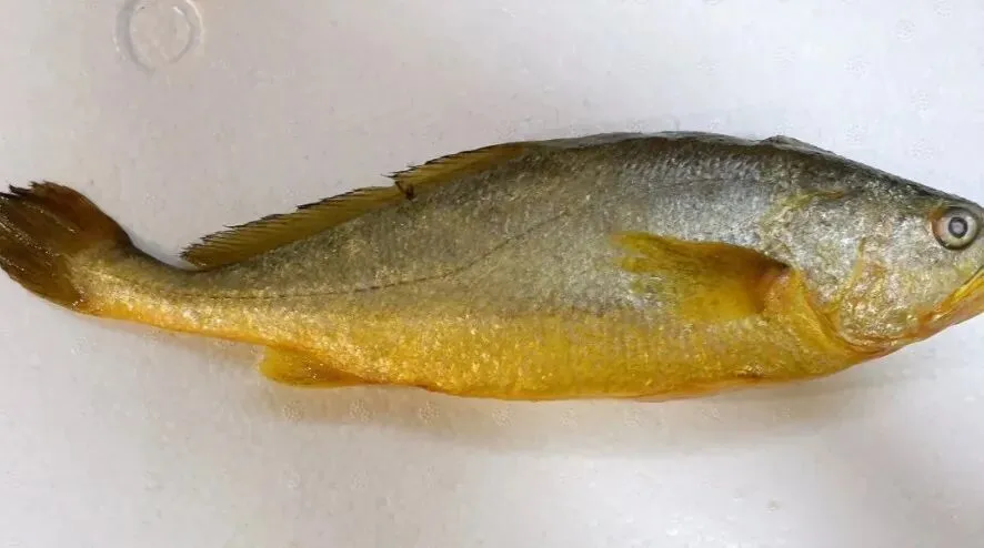 市场上这4种鱼,无法人工养殖,价格便宜营养高,识货的抢着买!