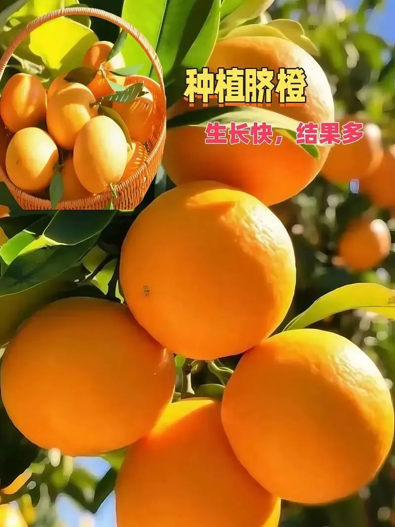 脐橙价格暴跌,农户愁断肠,揭秘市场背后的＂潜规则＂