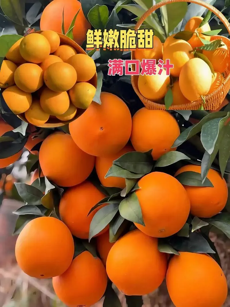 脐橙价格暴跌,农户愁断肠,揭秘市场背后的＂潜规则＂