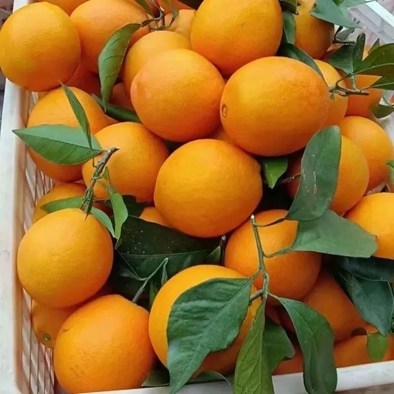 脐橙价格暴跌,农户愁断肠,揭秘市场背后的＂潜规则＂