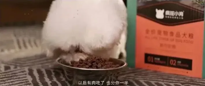 内容营销怎么玩?疯狂小狗打造暖心跨年宠物场景