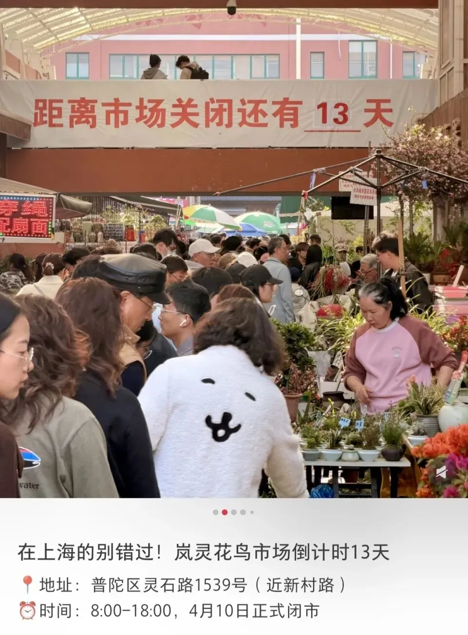 上海市中心规模最大花鸟市场即将关闭!天天有人赶来“捡漏”!2/3的商户明确新去向,已启动搬迁→