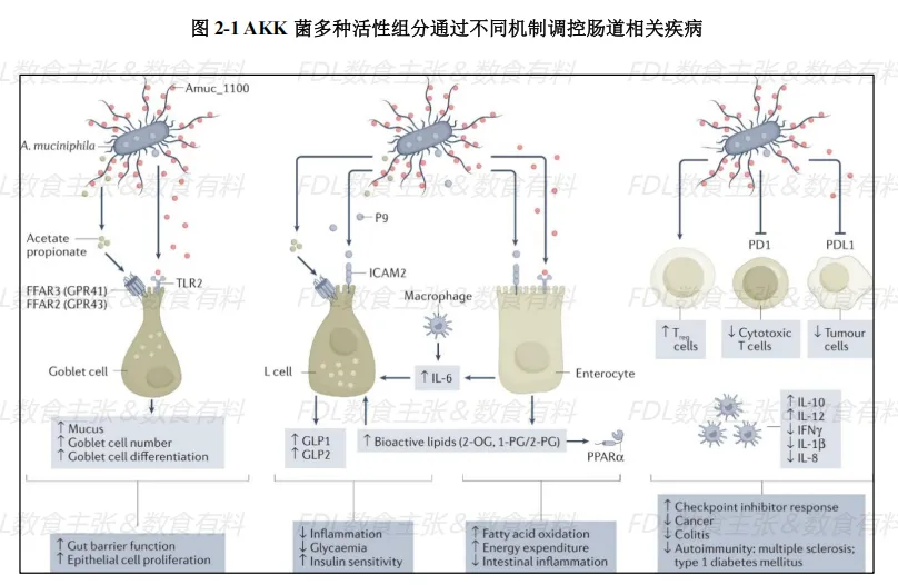 数读食势 |《AKK菌行业发展与市场前景白皮书》功效篇解读,打破同质化竞争,AKK菌凭硬核实力重塑大健康产业格局