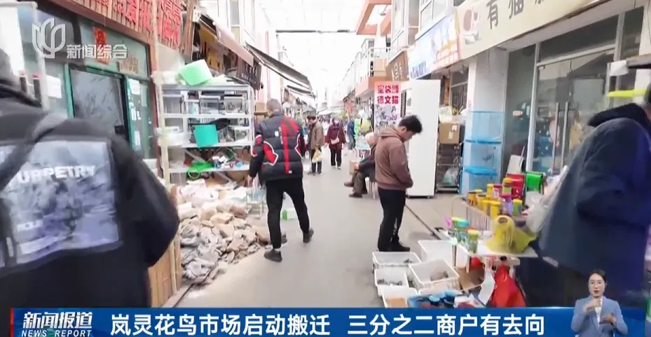 上海市中心规模最大花鸟市场即将关闭!天天有人赶来“捡漏”!2/3的商户明确新去向,已启动搬迁→