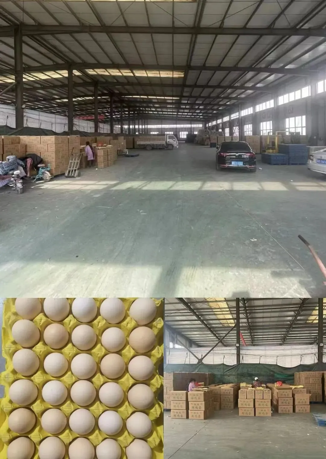 2026年4月1日馆陶金凤市场价格播报(勇盛蛋业)