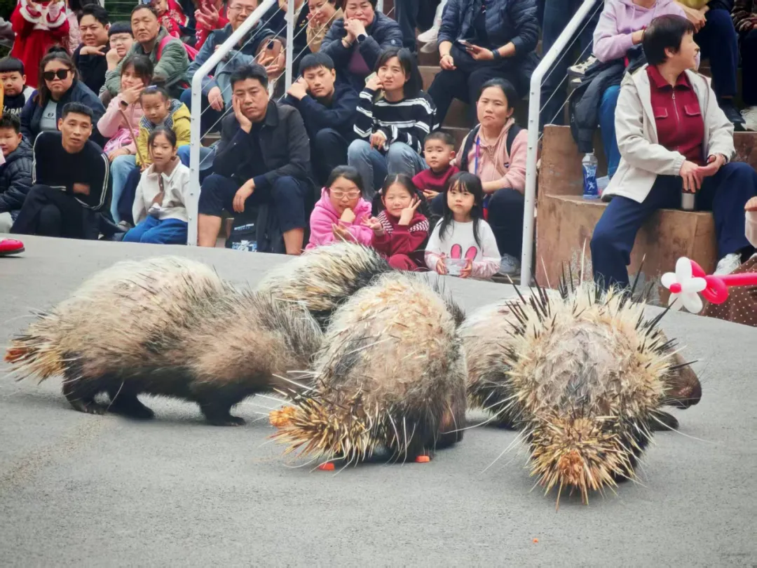 春日出逃计划|计算机技术协会云台山春游圆满收官,一起邂逅山水与浪漫!