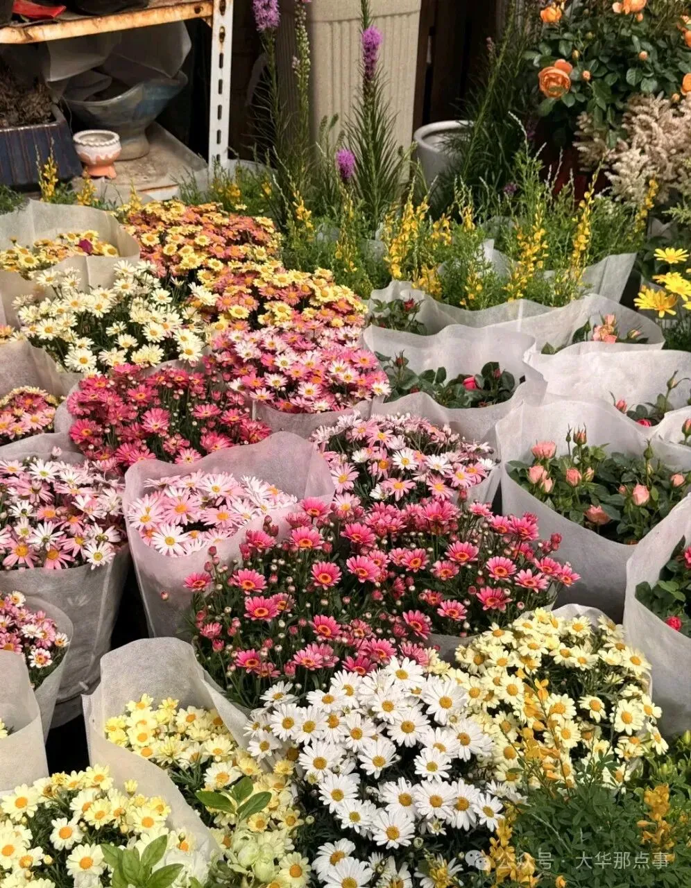 岚灵花鸟市场西门关闭!2/3商户明确去向…