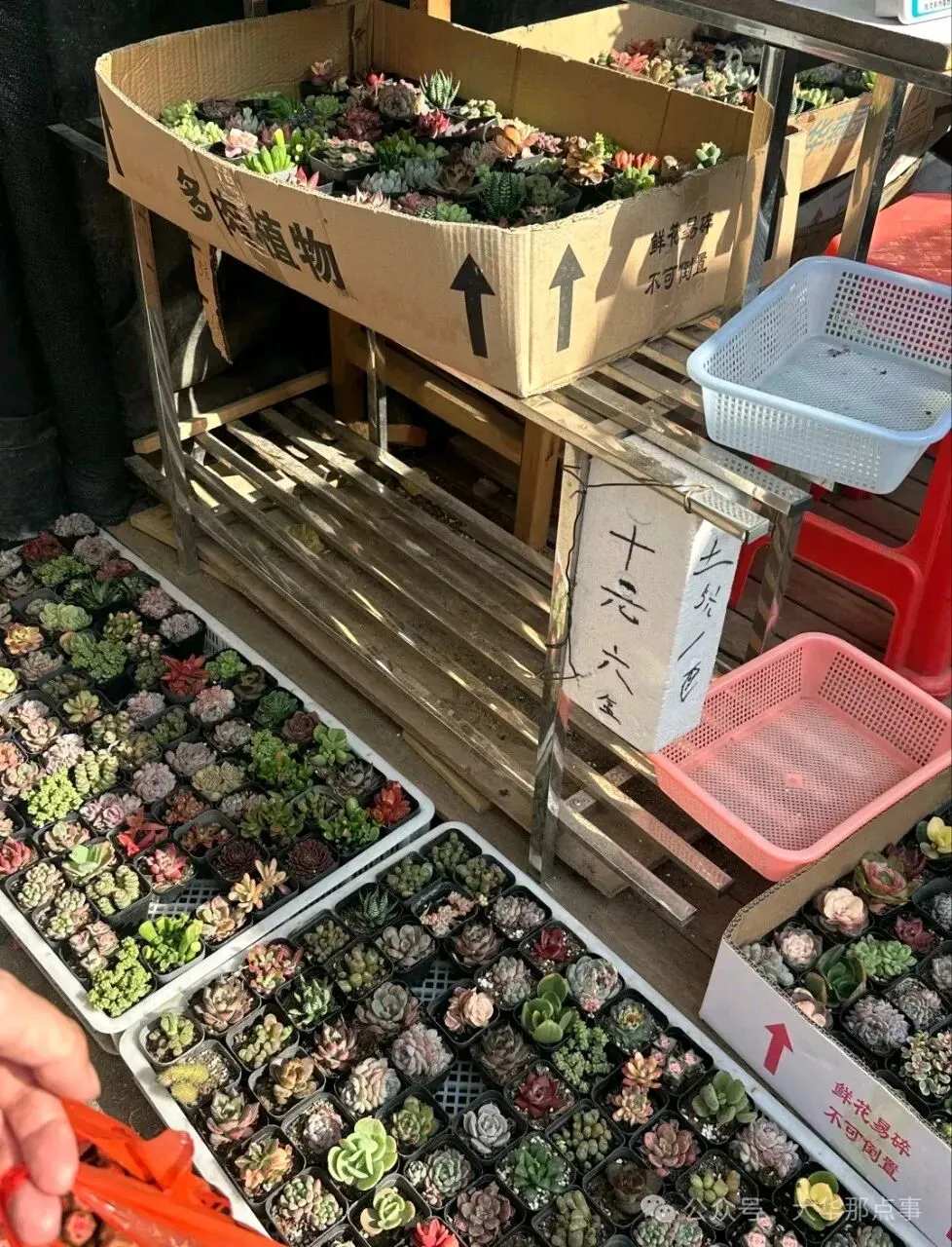 岚灵花鸟市场西门关闭!2/3商户明确去向…