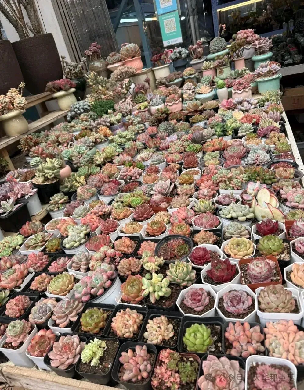 岚灵花鸟市场西门关闭!2/3商户明确去向…