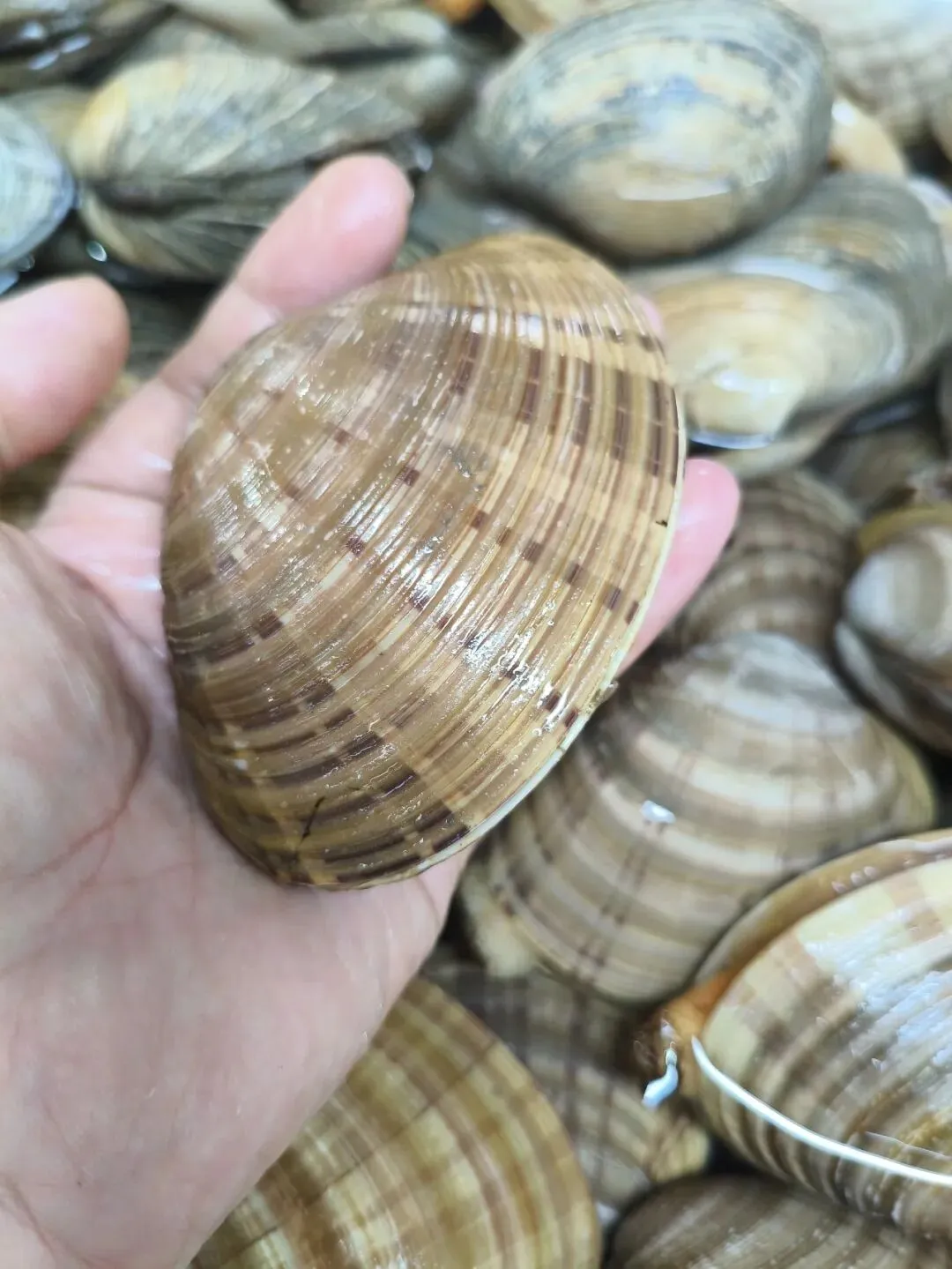 探秘珠海白藤头水产批发市场的黄金贝:从遥远的半岛浅海到白藤头,这颗 “海中黄金” 凭何成为健康饮食优选与餐桌新宠 ��