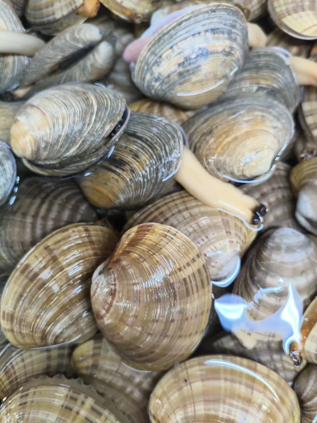 探秘珠海白藤头水产批发市场的黄金贝:从遥远的半岛浅海到白藤头,这颗 “海中黄金” 凭何成为健康饮食优选与餐桌新宠 ��