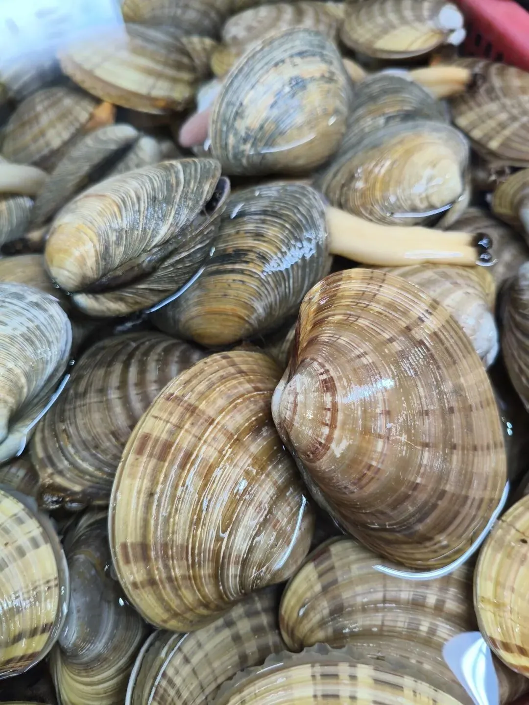 探秘珠海白藤头水产批发市场的黄金贝:从遥远的半岛浅海到白藤头,这颗 “海中黄金” 凭何成为健康饮食优选与餐桌新宠 ��