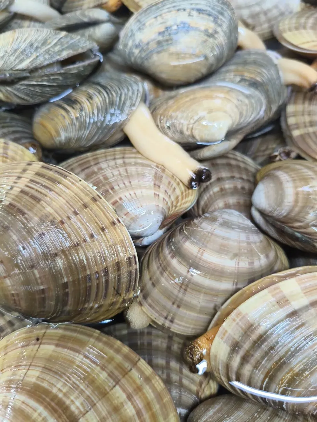 探秘珠海白藤头水产批发市场的黄金贝:从遥远的半岛浅海到白藤头,这颗 “海中黄金” 凭何成为健康饮食优选与餐桌新宠 ��