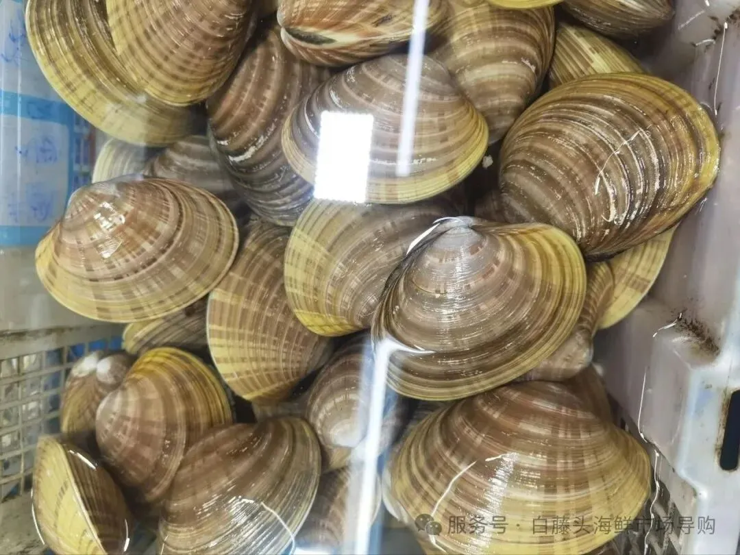 探秘珠海白藤头水产批发市场的黄金贝:从遥远的半岛浅海到白藤头,这颗 “海中黄金” 凭何成为健康饮食优选与餐桌新宠 ��