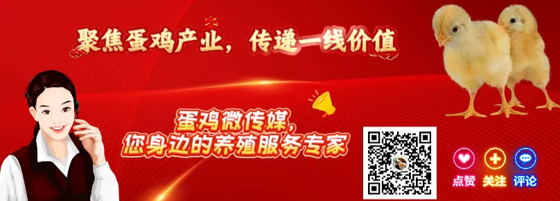 3-4月鸡蛋市场:亏损阴霾下,曙光何时现?