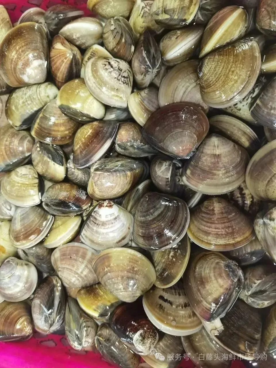 珠海白藤头海鲜批发市场沙白的鲜美之旅:解析为何人人爱这口鲜,推荐地道吃法,附赠清晨淘鲜的实用指南