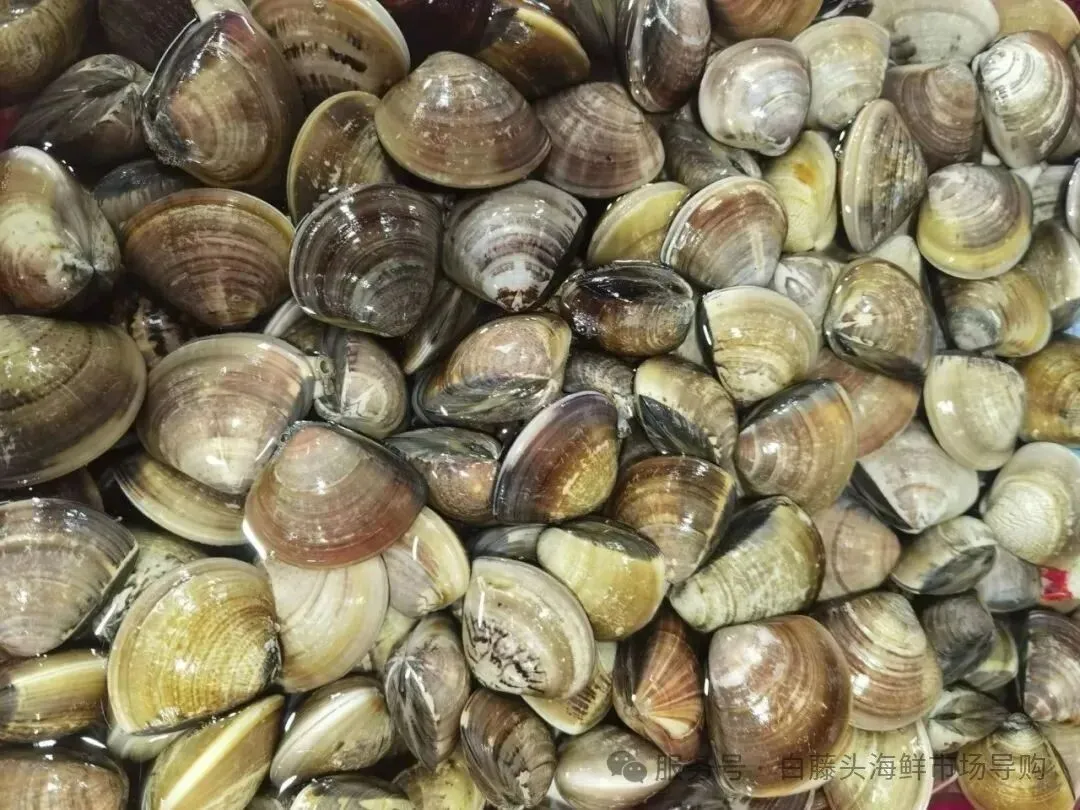 珠海白藤头海鲜批发市场沙白的鲜美之旅:解析为何人人爱这口鲜,推荐地道吃法,附赠清晨淘鲜的实用指南