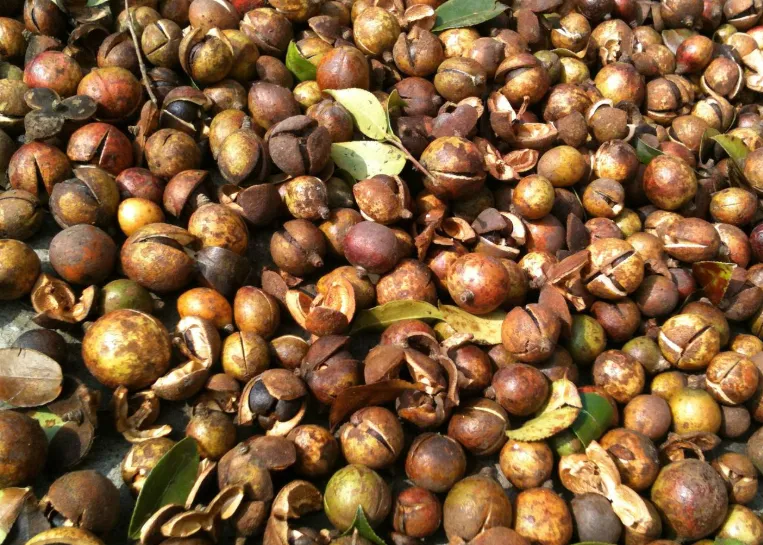 价格从10元一斤涨到80元,农民:市场已泛滥,卖不动了!