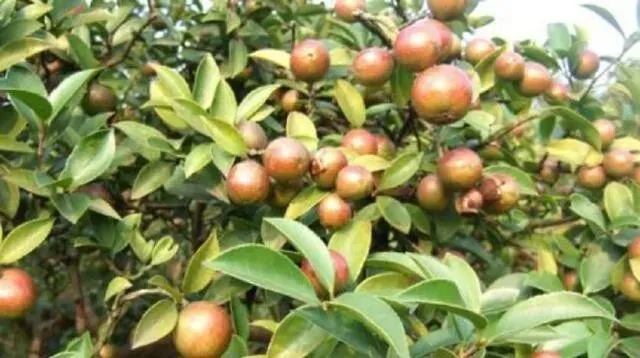 价格从10元一斤涨到80元,农民:市场已泛滥,卖不动了!