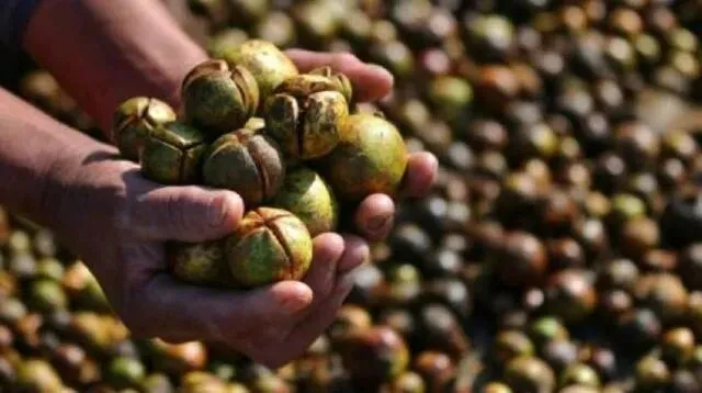 价格从10元一斤涨到80元,农民:市场已泛滥,卖不动了!