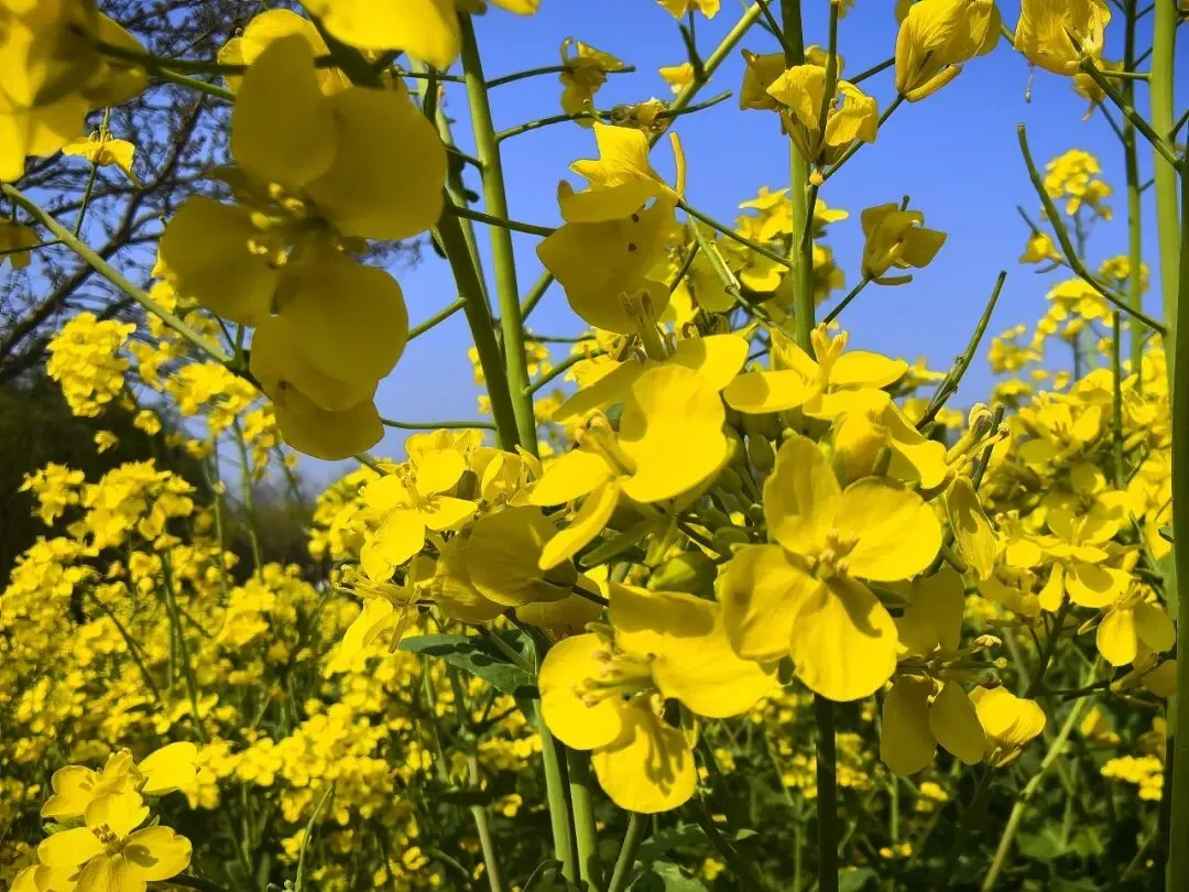一个不得不承认的现实:A1认为驾培市场已经失灵