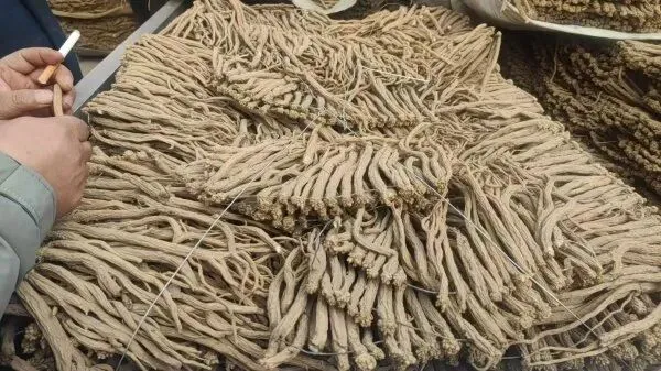 2026年4月2日渭源中药材市场快讯