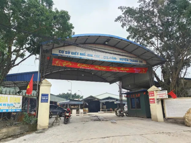 触目惊心!越南300吨病猪流入市场,兽医被曝“工资低就放行”