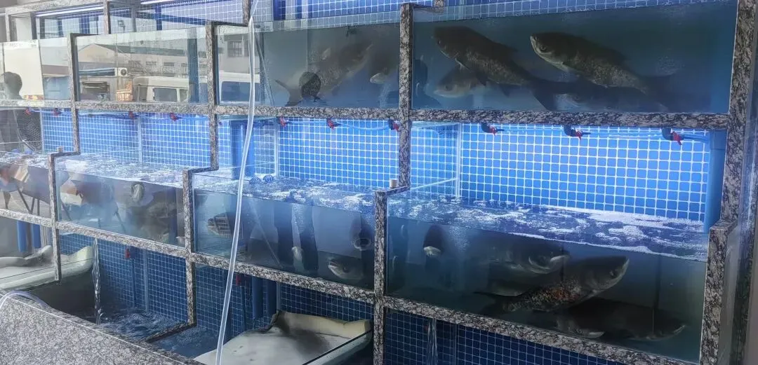 知溦水产上海江阳市场门店正式开业!RAS智慧渔业布局再添新支点