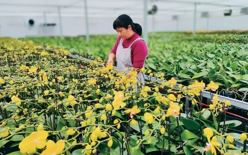 粤字号农产品积极拥抱全球市场