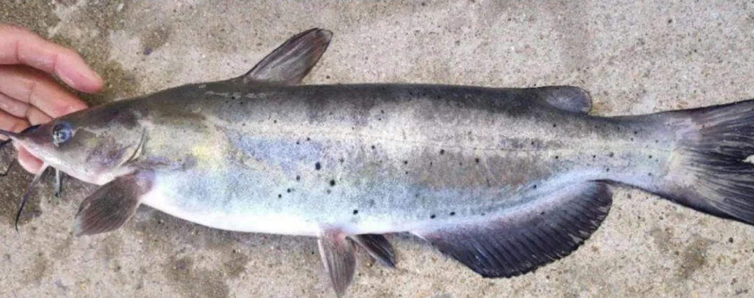 粤字号农产品积极拥抱全球市场