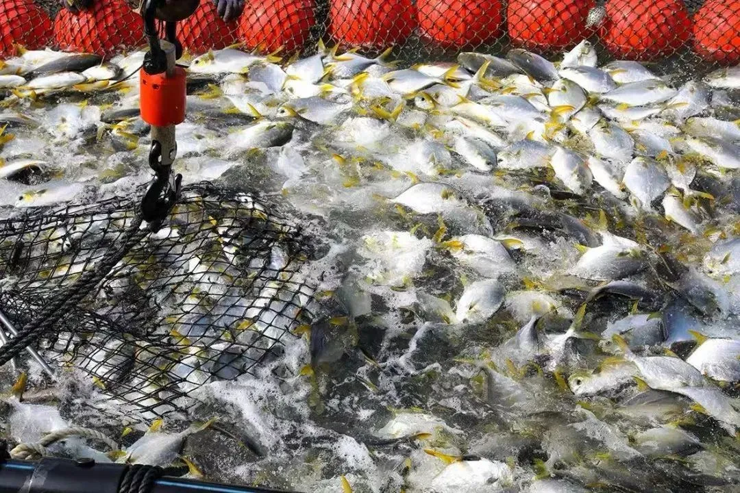 粤字号农产品积极拥抱全球市场