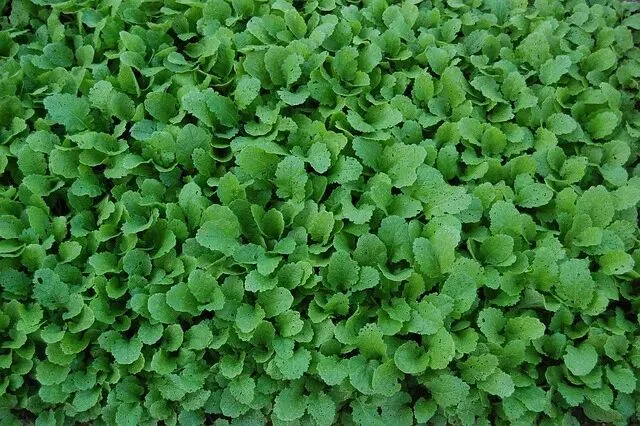 清明营销6大坑,餐饮人踩中就翻车!附避坑干货